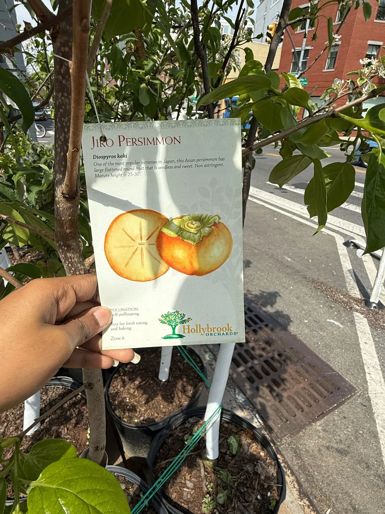 Outdoor Plants, Trees & Flowers | Natty Garden